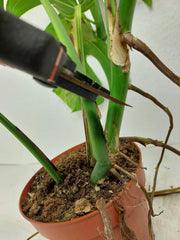 Monstera Aurea Stecklinge