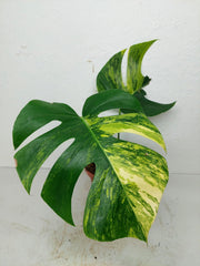 Monstera Aurea Stecklinge