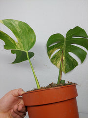 Monstera Aurea Stecklinge