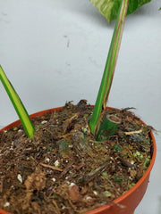 Monstera Aurea Stecklinge