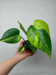 Monstera Aurea Yellow Marilyn