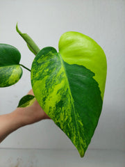 Monstera Aurea Yellow Marilyn