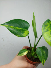 Monstera Aurea Yellow Marilyn