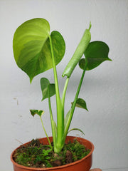 Monstera Aurea Yellow Marilyn