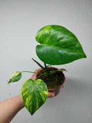 Monstera Aurea Yellow Marilyn
