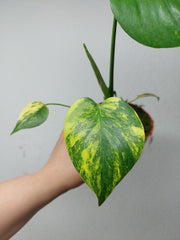 Monstera Aurea Yellow Marilyn