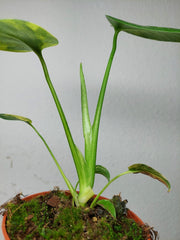 Monstera Aurea Yellow Marilyn