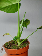 Monstera Aurea Yellow Marilyn