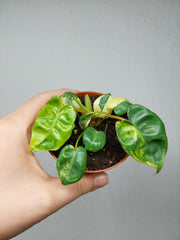 Philodendron Billietiae Variegata (zum aussuchen)