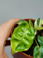 Philodendron Billietiae Variegata (zum aussuchen)
