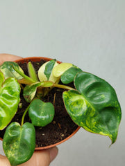 Philodendron Billietiae Variegata (zum aussuchen)