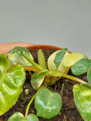 Philodendron Billietiae Variegata (zum aussuchen)