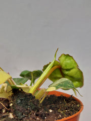 Philodendron Billietiae Variegata (zum aussuchen)