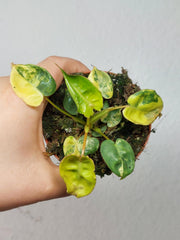 Philodendron Billietiae Variegata (zum aussuchen)