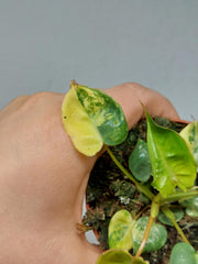 Philodendron Billietiae Variegata (zum aussuchen)