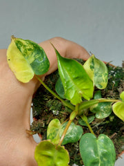 Philodendron Billietiae Variegata (zum aussuchen)