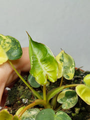 Philodendron Billietiae Variegata (zum aussuchen)