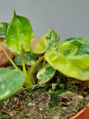Philodendron Billietiae Variegata (zum aussuchen)
