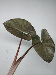 Sad Plants