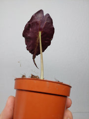 Sad Plants