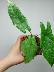 Sad Plants