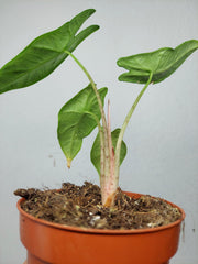 Sad Plants