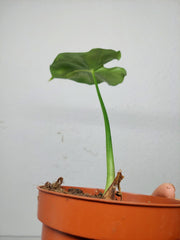 Sad Plants