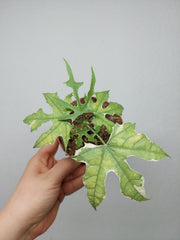 Sad Plants