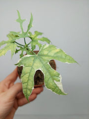 Sad Plants