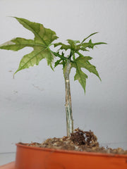 Sad Plants