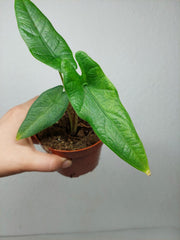 Sad Plants