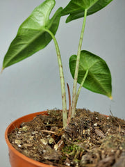 Sad Plants