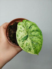 Sad Plants