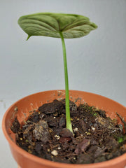 Sad Plants