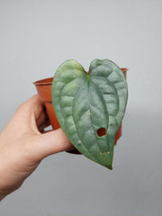 Sad Plants