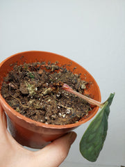 Sad Plants