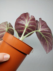 Sad Plants