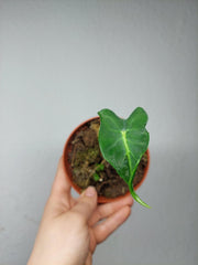 Sad Plants