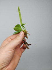 Sad Plants