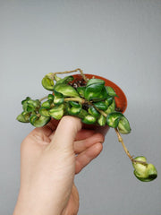 Sad Plants