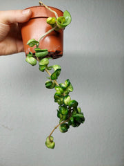 Sad Plants