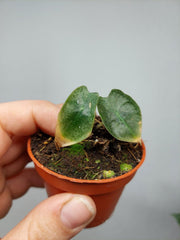 Sad Plants