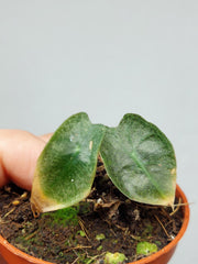 Sad Plants