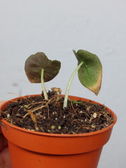Sad Plants
