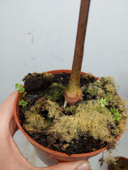 Sad Plants