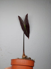 Sad Plants