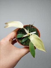 Sad Plants