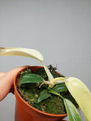 Sad Plants