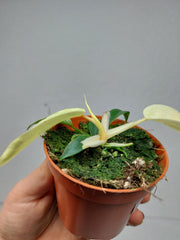 Sad Plants