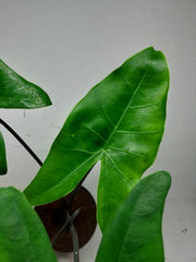 Sad Plants